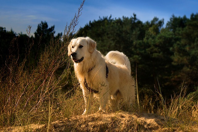 duży biały pies z długą sierścią stoi na pagórku pod lasem z zawieszonymi szelkami i obrożą na której jest zamontowany tropiciel gps dla psa