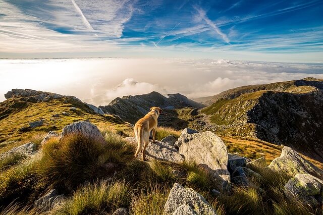 duży pies chodzący po górach noszący przy obroży chip dla psa