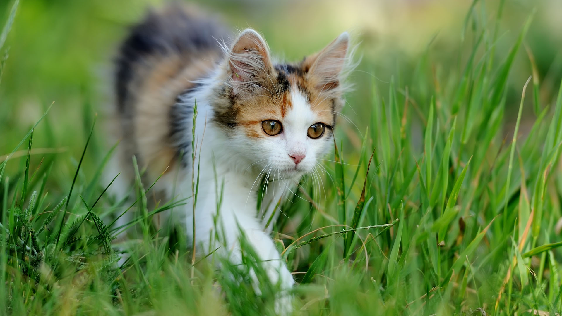 Kotek spacerujący po trawie