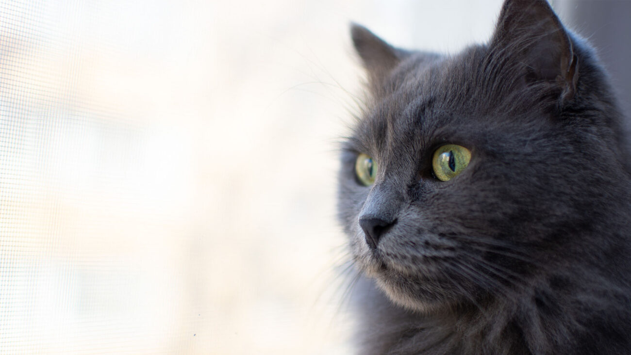 Szary kot wyglądający przez okno