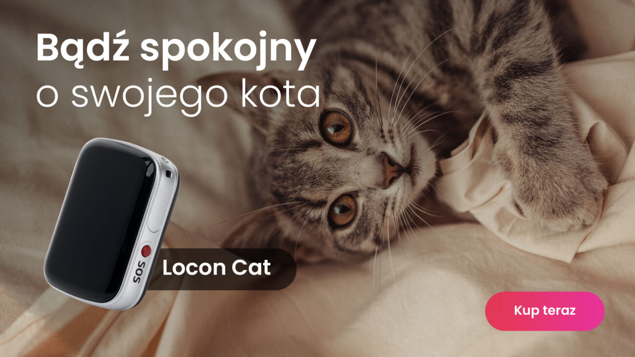 Mały szary kotek z lokalizatorem GPS dla kota Locon Cat