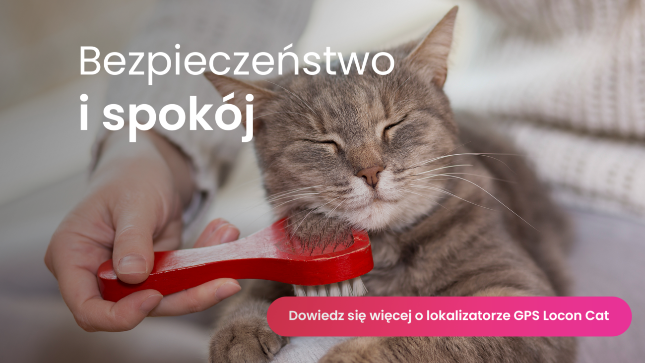 Ile żyją koty czyli kot z lokalizatorem GPS Locon Cat czesany przez właściciela czerwoną szczotką
