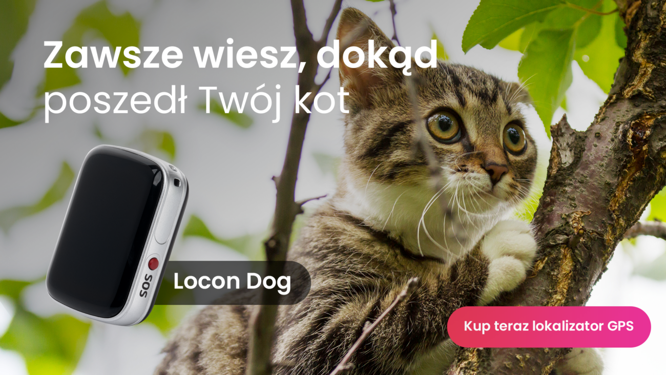 Kot na drzewie z lokalizatorem GPS Locon Cat przy obroży