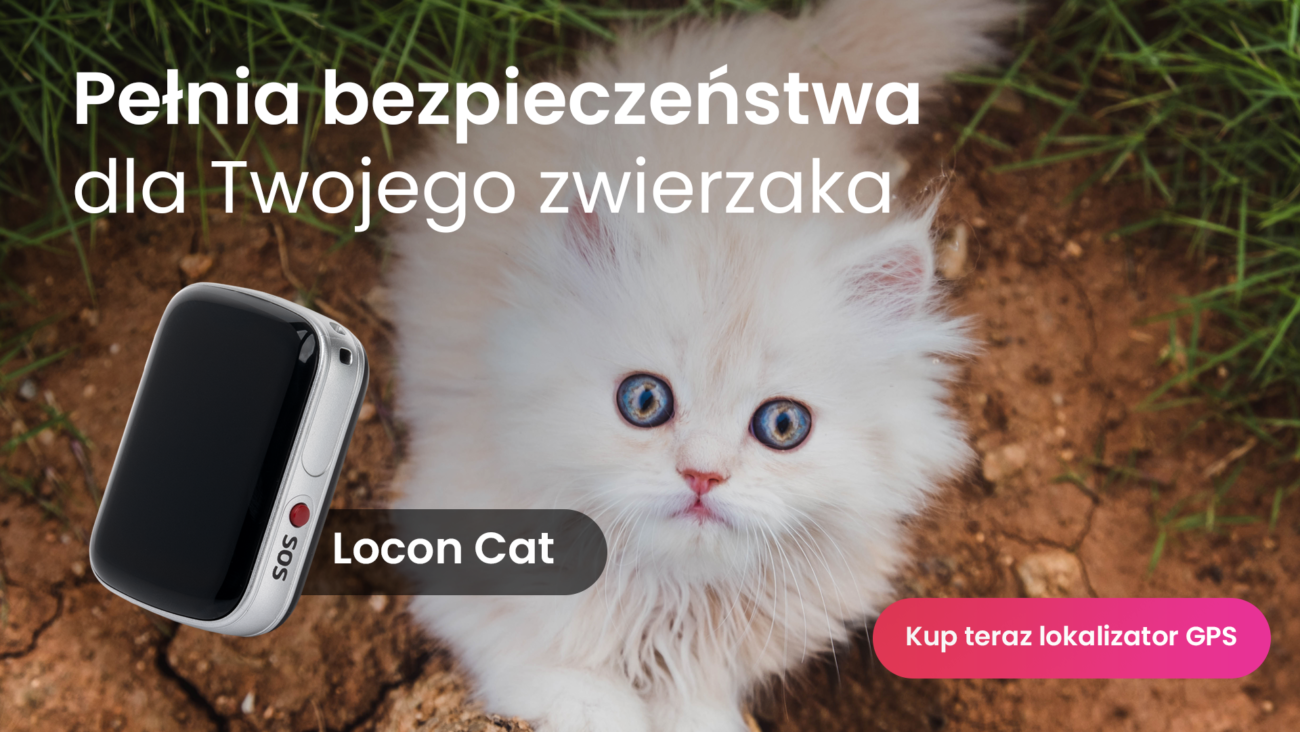 Kot Perski z lokalizatorem GPS dla kota Locon Cat