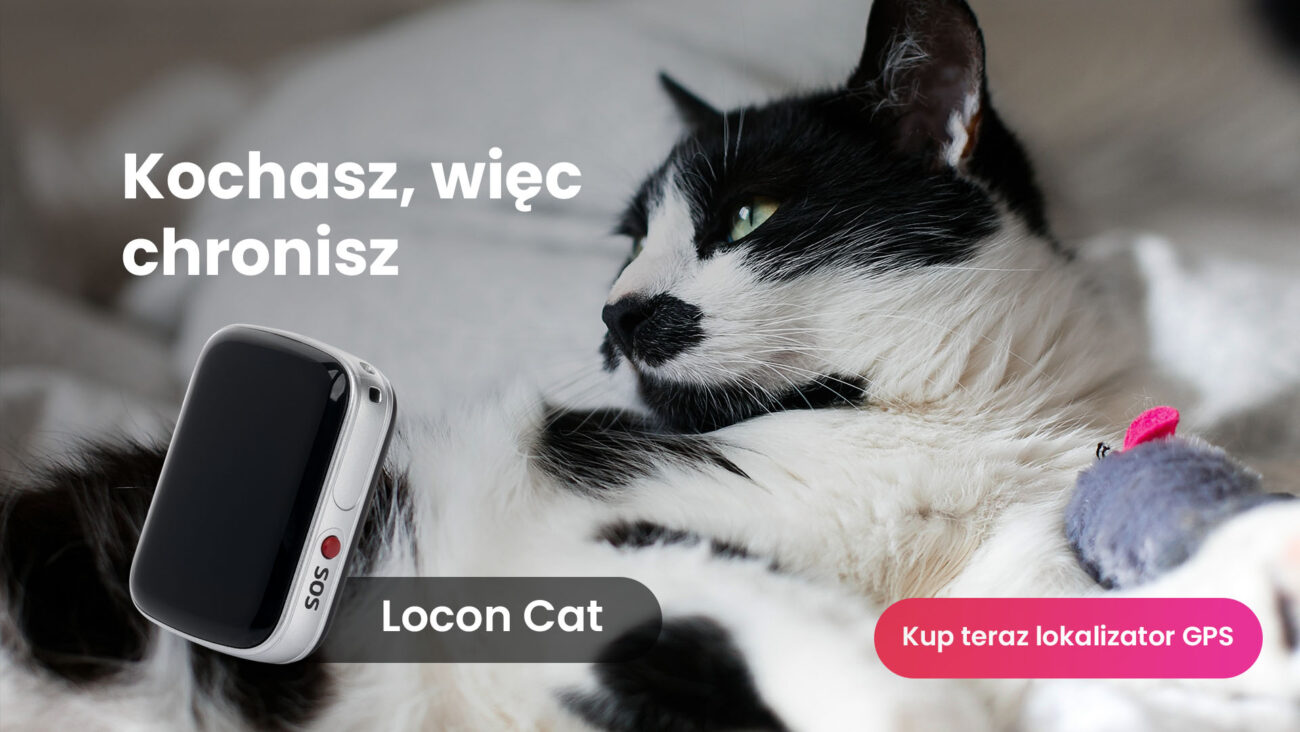 Biało czarny kot z lokalizatorem GPS dla kota Locon Cat
