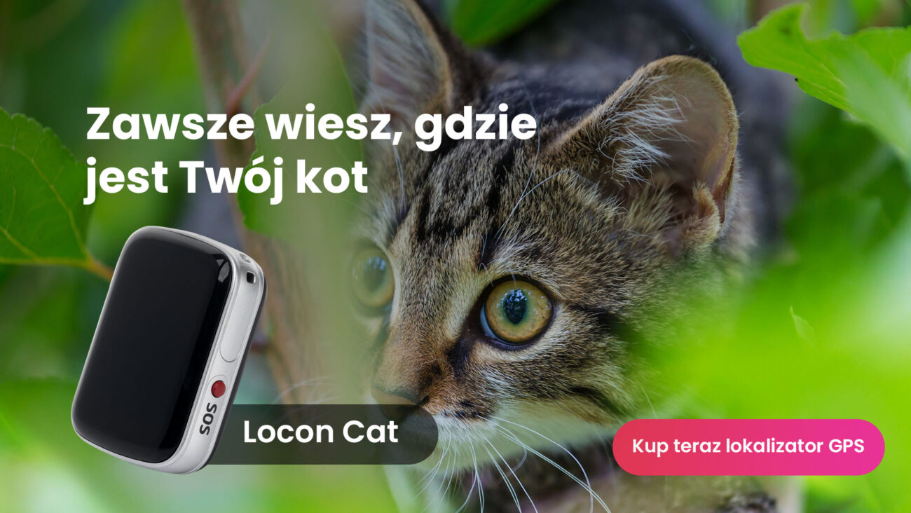 Jak widzi kot czyli kot w trawie z lokalizatorem GPS Locon Cat