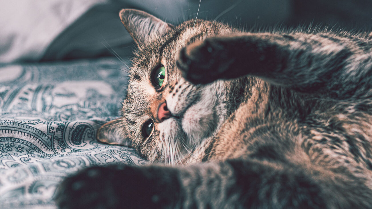 Szary kot na łóżku