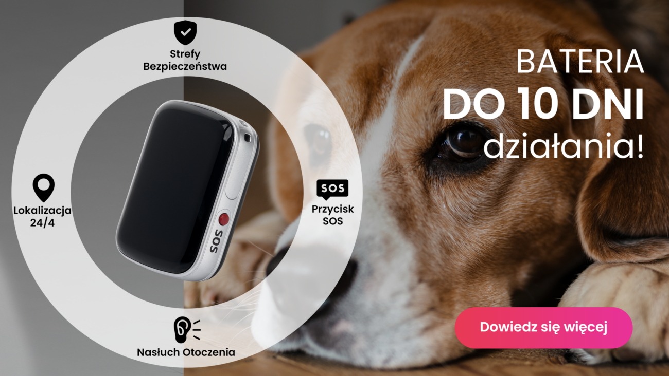 Pies rasy beagle z lokalizatorem GPS dla psa Locon Dog