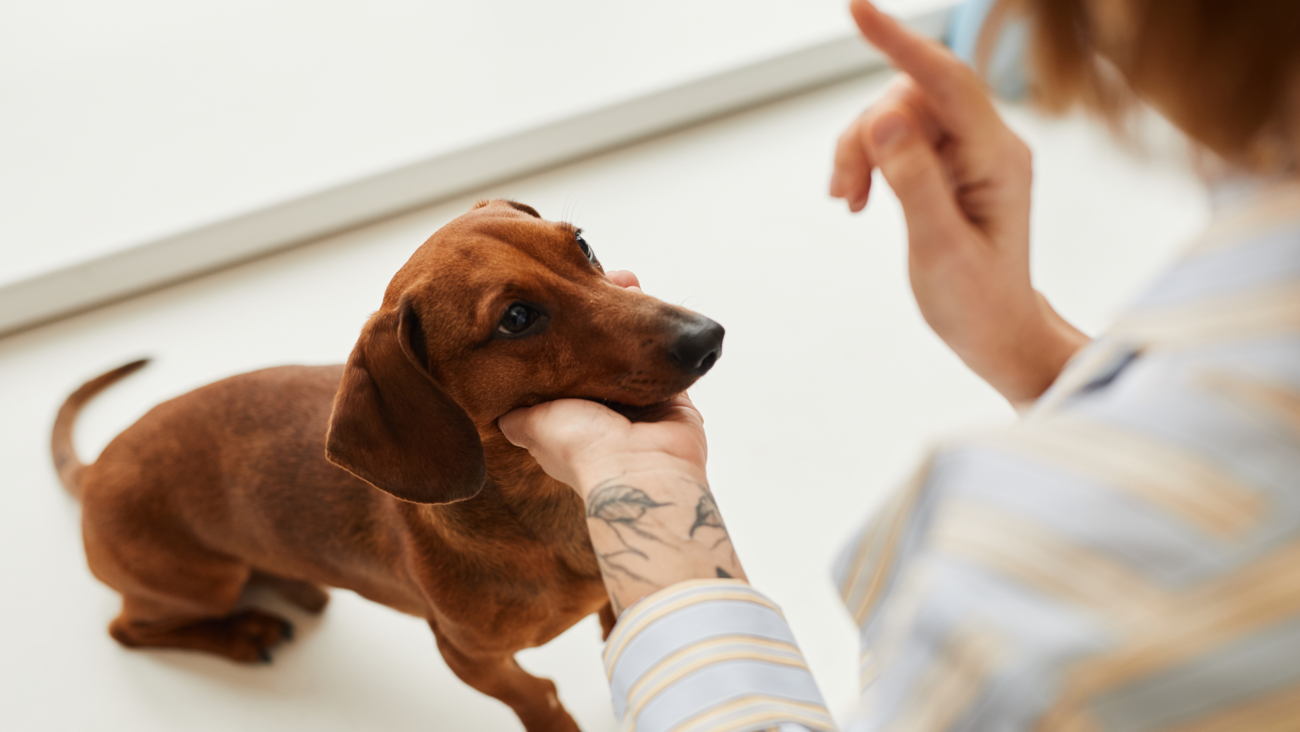 Jak widzi pies czyli pies rasy jamnik patrzący na palec swojej właścicielki