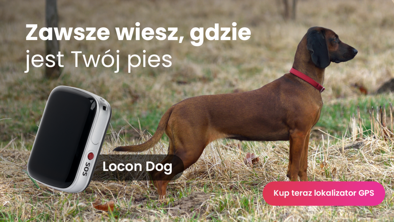 Posokowiec bawarski z lokalizatorem GPS Locon Dog