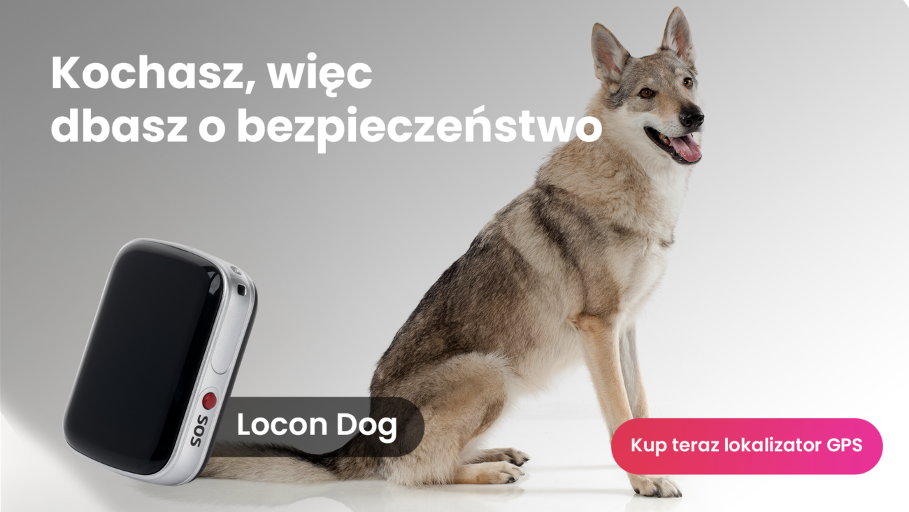 Pies rasy Wilczak Czechosłowacki z lokalizatorem GPS dla psa Locon Dog