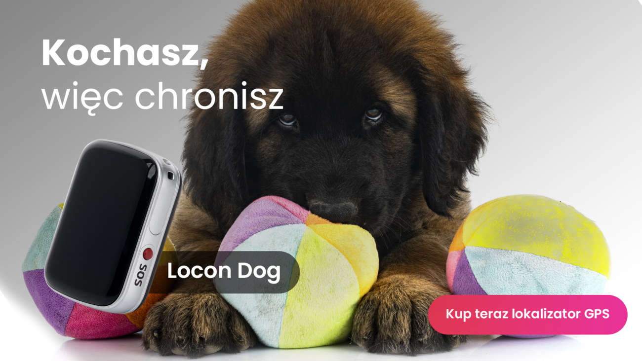 Leonberger z lokalizatorem GPS dla psa Locon Dog