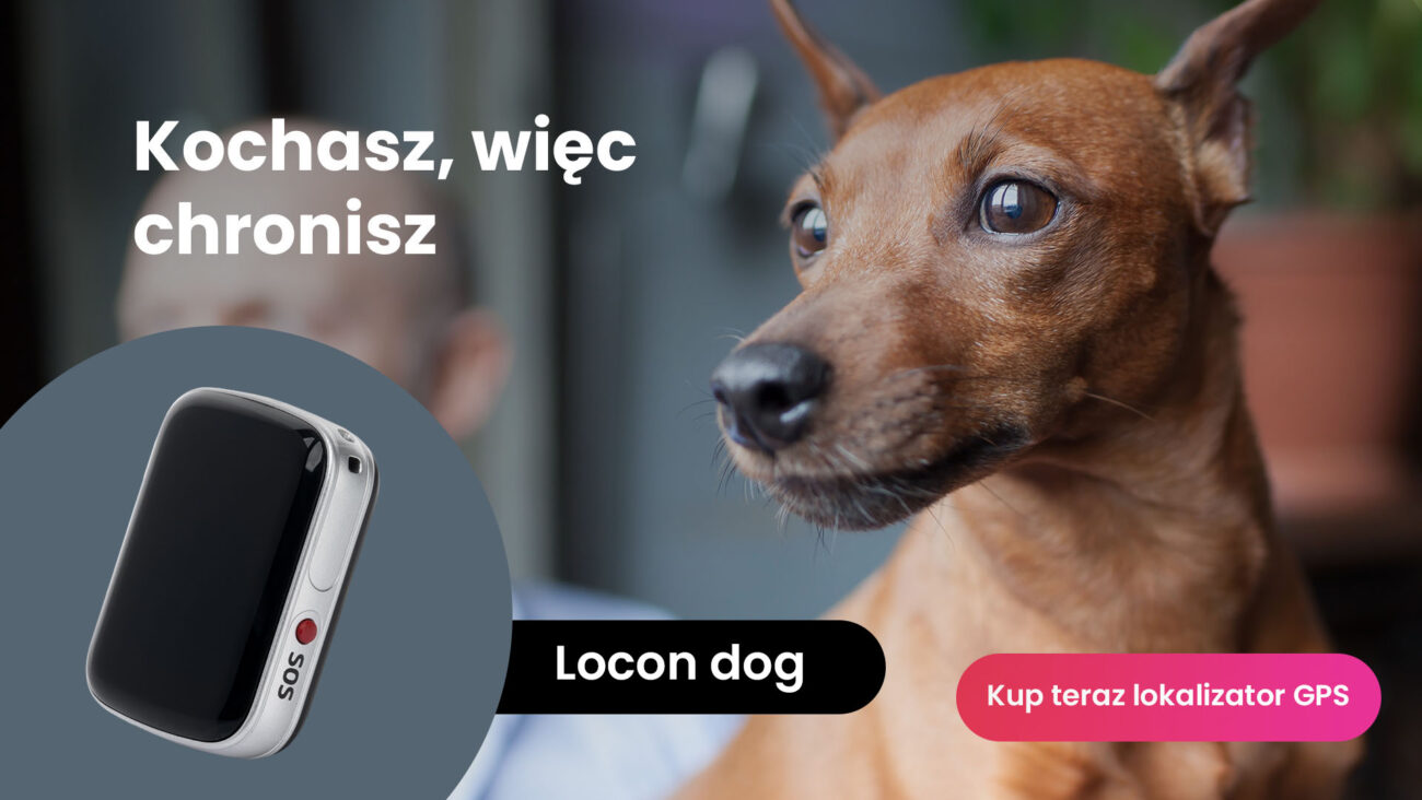 Pies rasy Pinczer miniaturowy z lokalizatorem GPS dla psa Locon Dog
