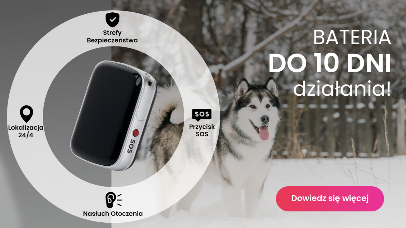 Pies rasy Alaskan malamute z lokalizatorem GPS dla psa Locon Dog