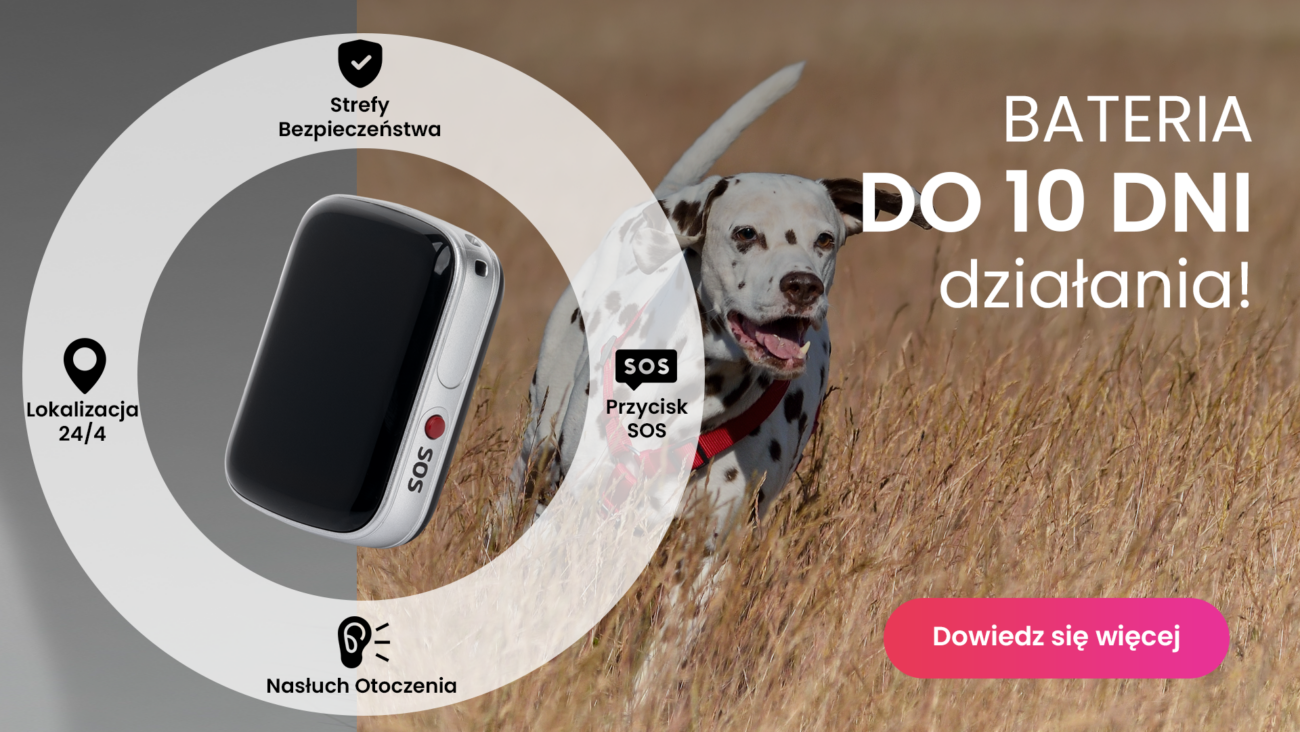 Dalmatyńczyk z lokalizatorem GPS dla psa Locon Dog