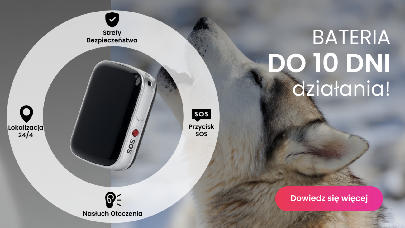 Husky syberyjski z lokalizatorem GPS dla psa Locon Dog