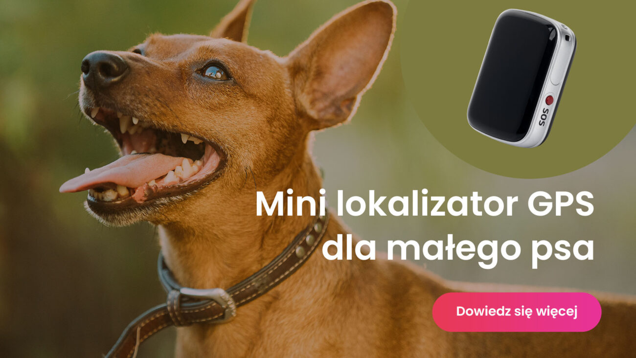 Pies rasy Pinczer miniaturowy z nadajnikiem GPS przy obroży