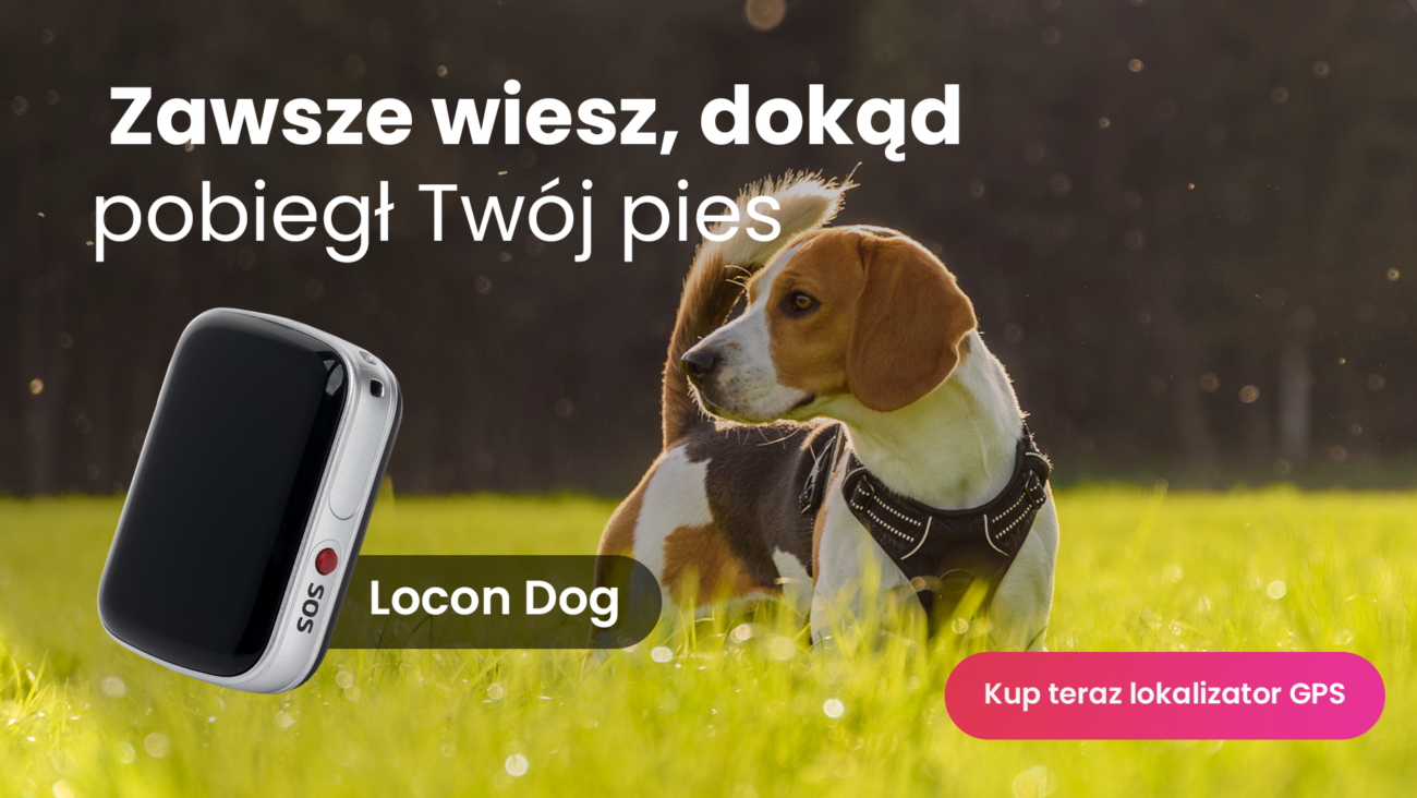 Beagle z lokalizatorem GPS Locon Dog
