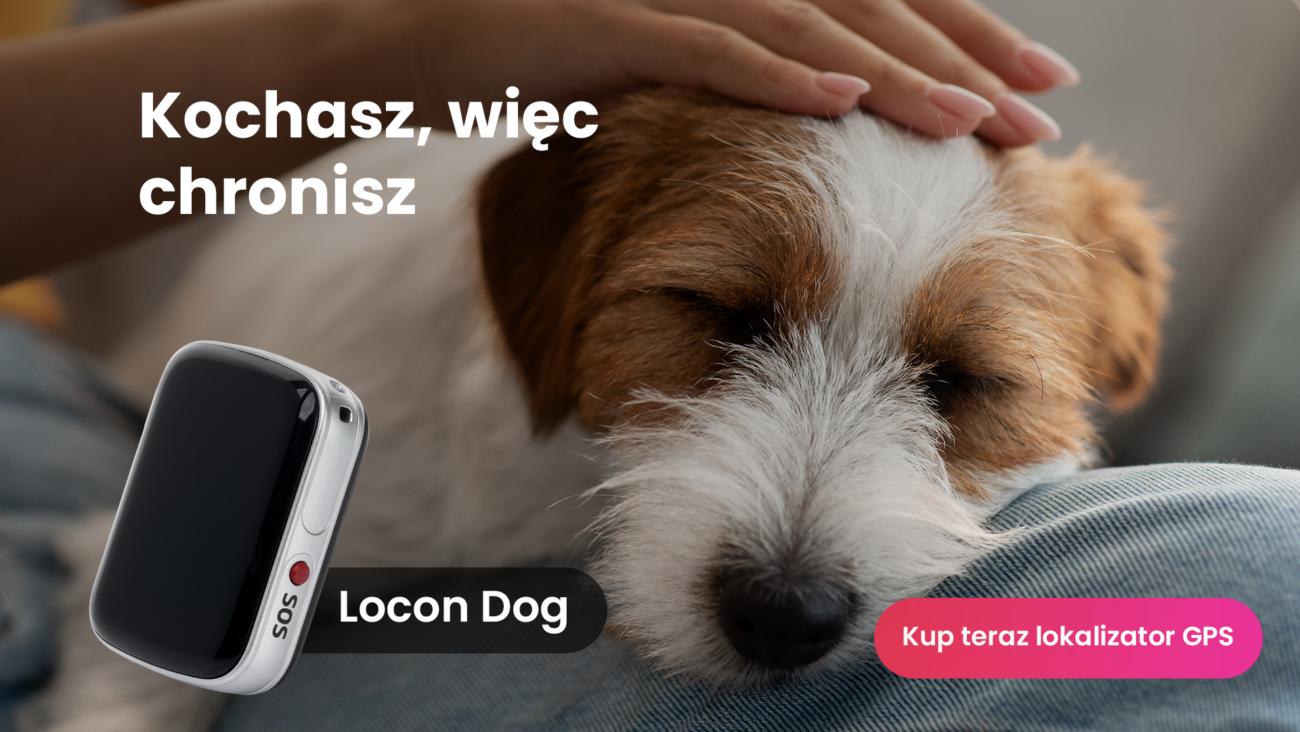 Jack Russell Terrier z lokalizatorem GPS dla psa Locon Dog