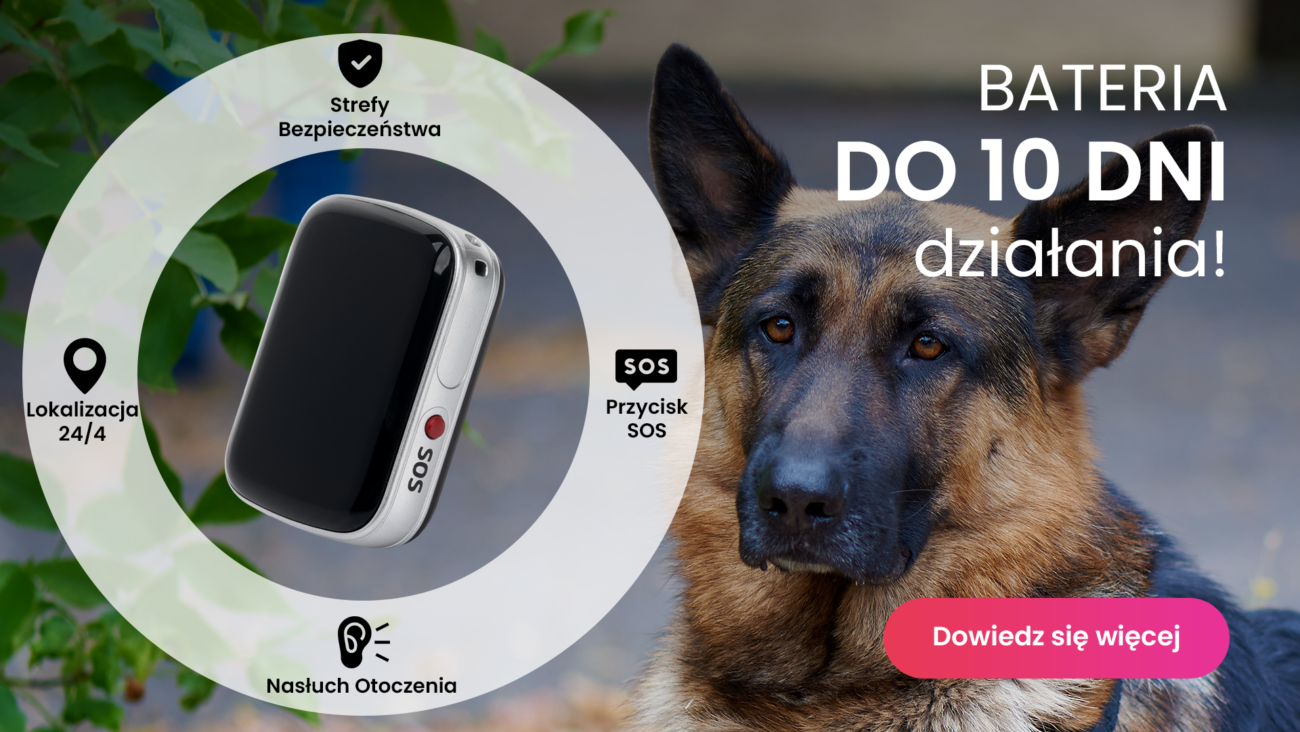 Pies z lokalizatorem GPS dla psa przy obroży