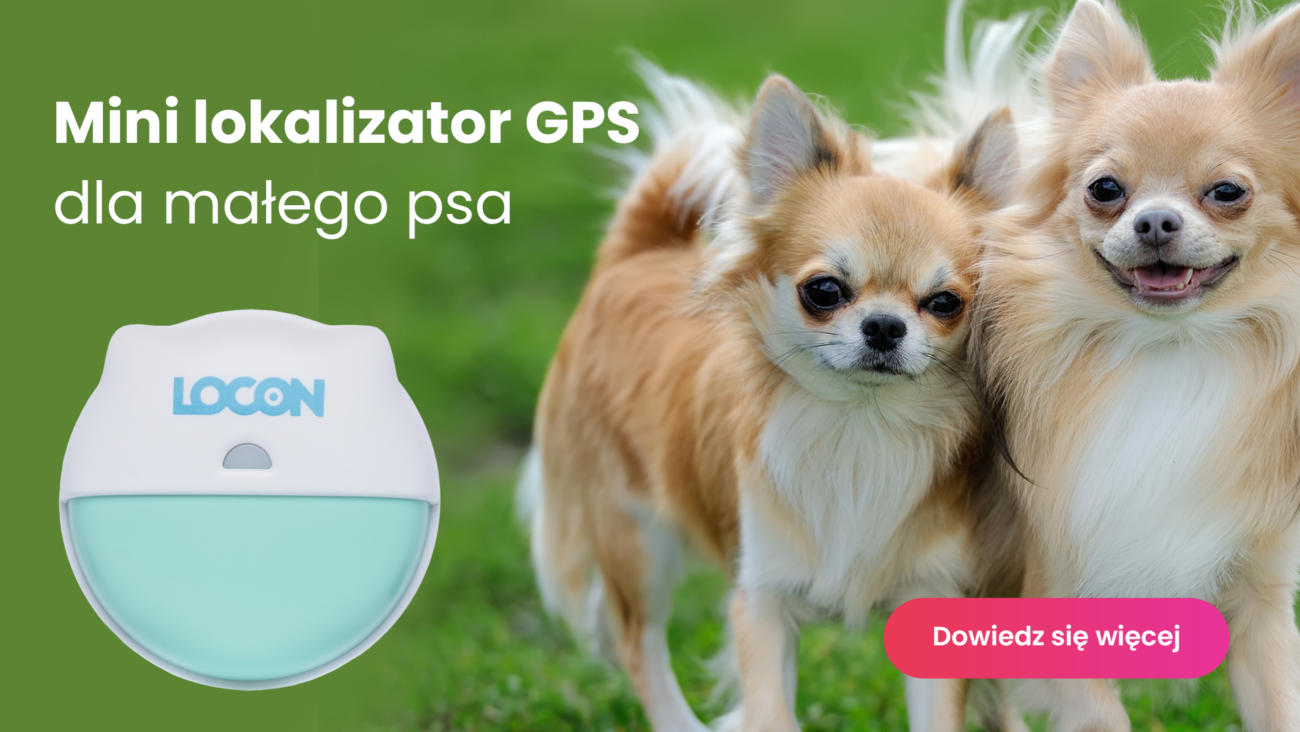Chihuahua z lokalizatorem GPS