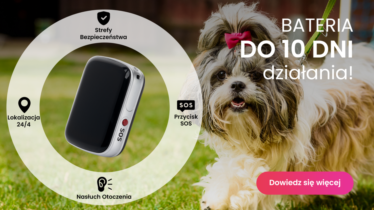 Shih Tzu z lokalizatorem GPS dla psa Locon Dog