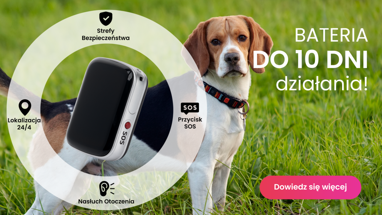 Beagle na spacerze z obrożą z lokalizatorem GPS dla psa