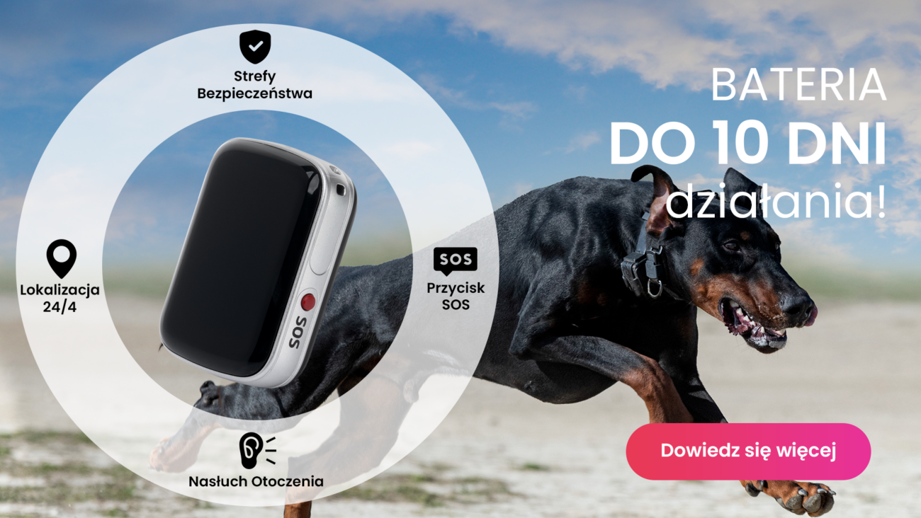 Pies rasy Doberman z lokalizatorem GPS dla psa Locon Dog