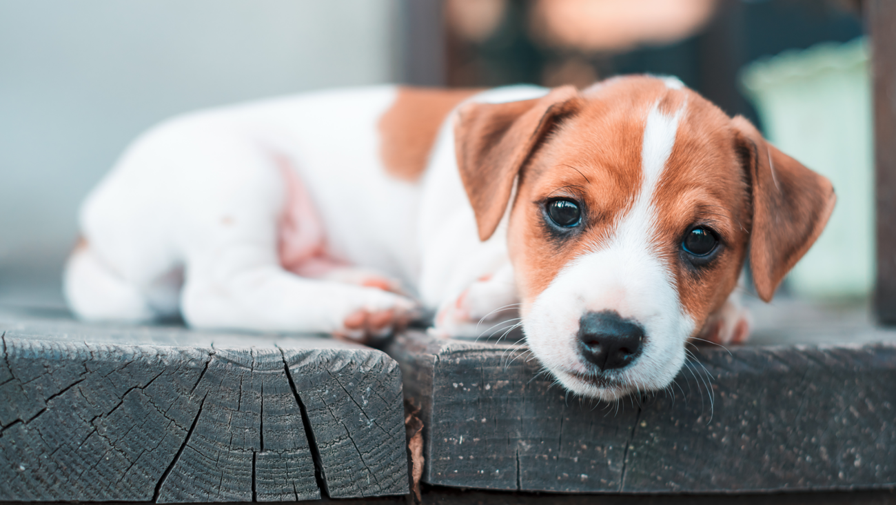 Szczeniak rasy Jack Russell Terrier