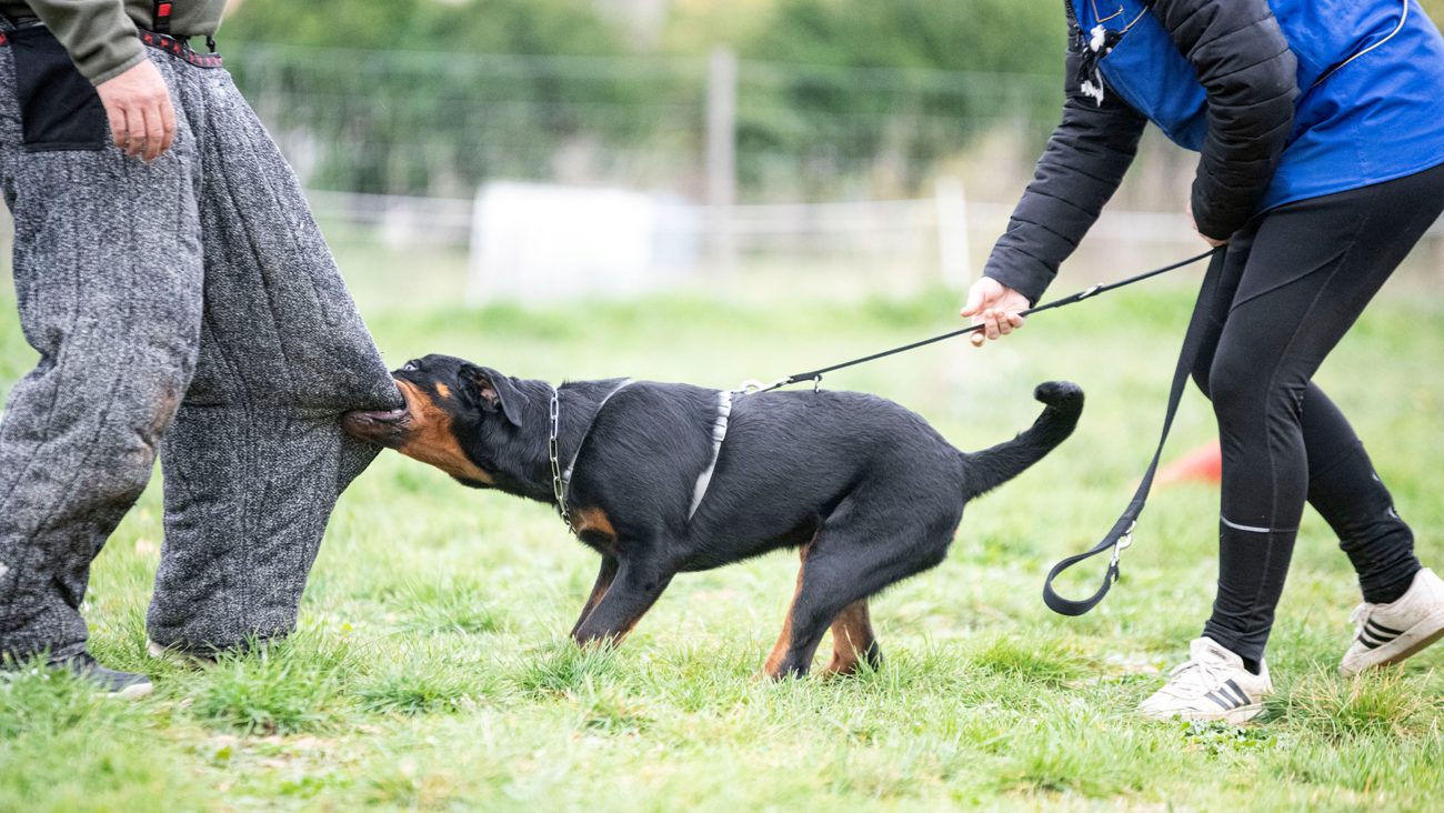 Pies rasy Rottweiler podczas szkolenia