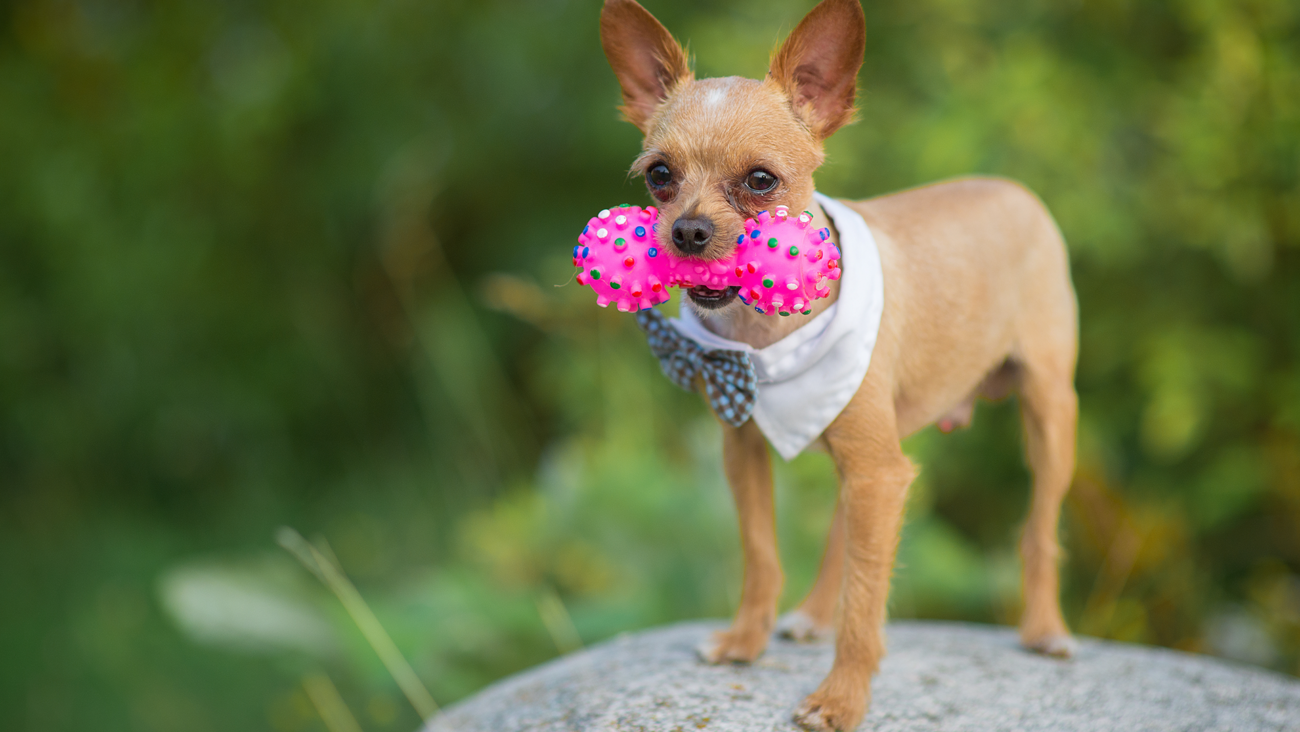 Chihuahua z zabawką