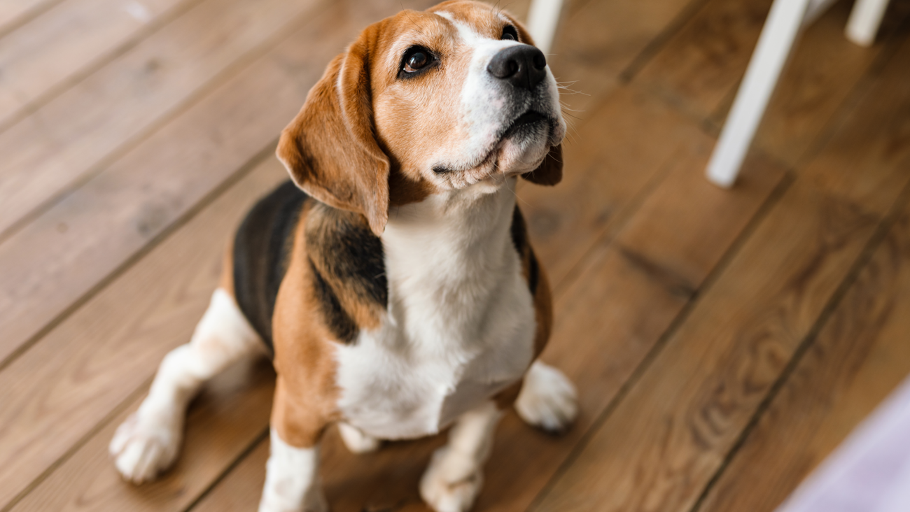 Tresowanie psa rasy Beagle