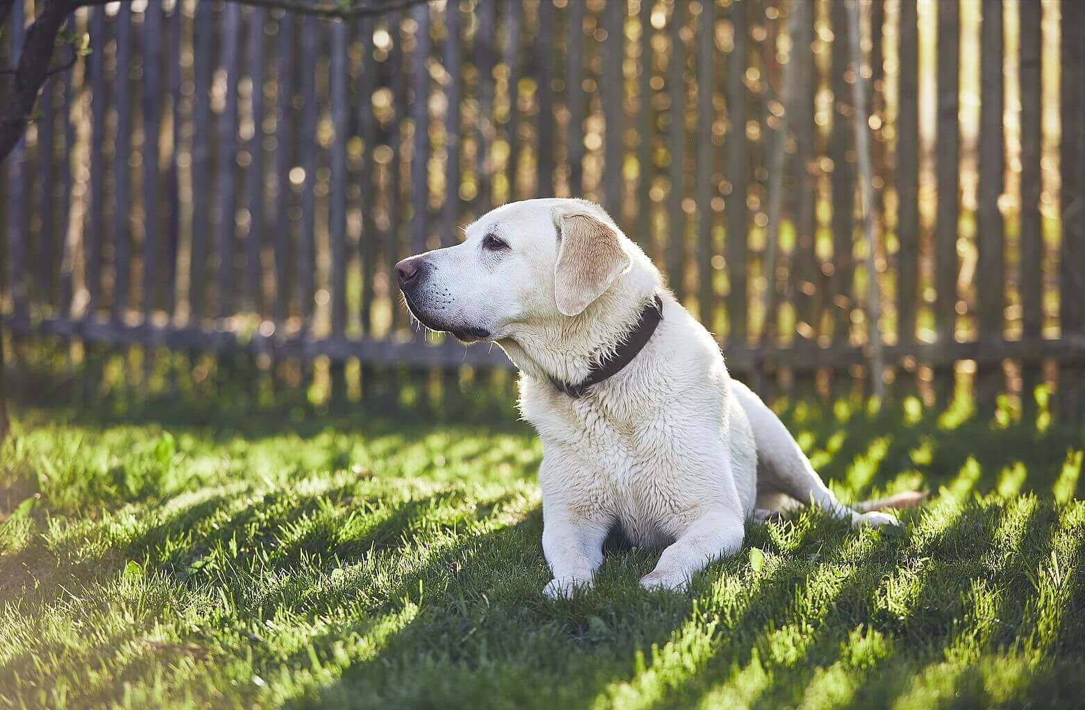 Kojec dla psa, czyli pies na ogrodzonej posesji