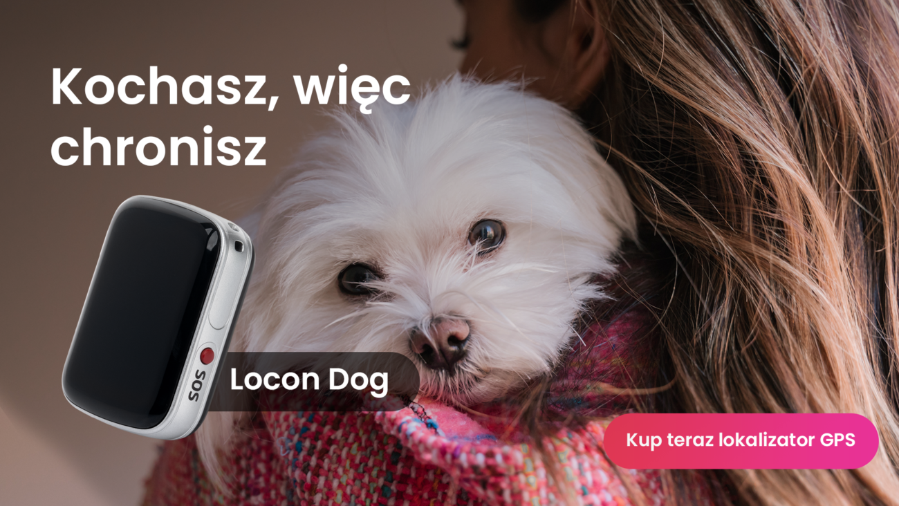 Maltańczyk z lokalizatorem GPS Locon Dog