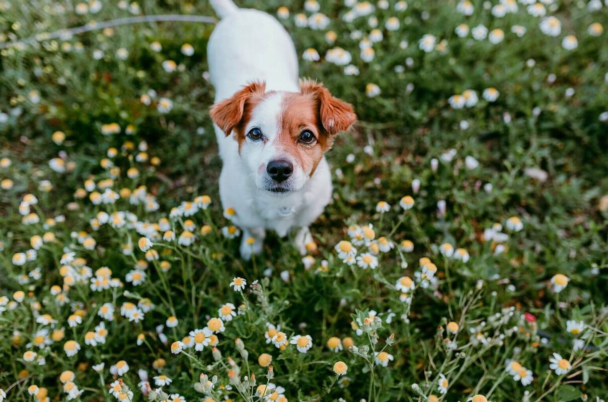 Mały pies na polanie pełnej kwiatów