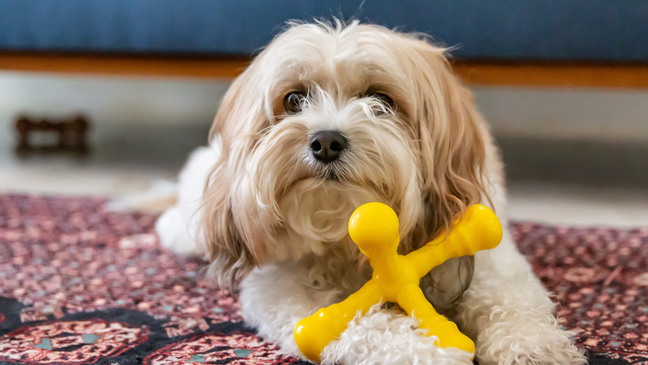 Mały pies z żółtą zabawką