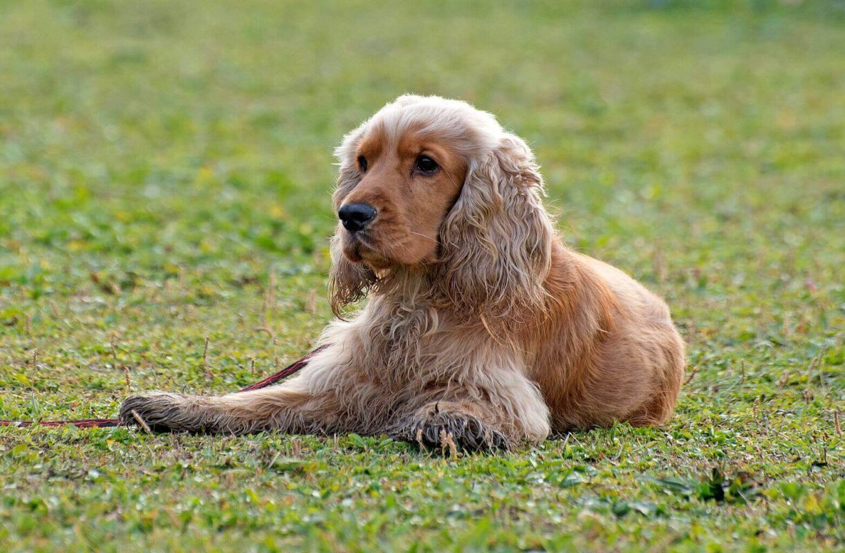 Cocker spaniel