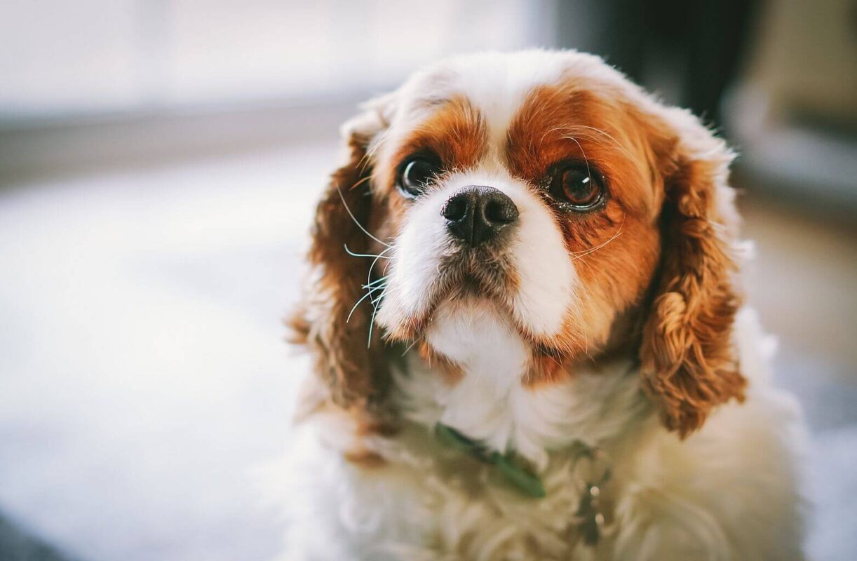 Cavalier King Charles Spaniel