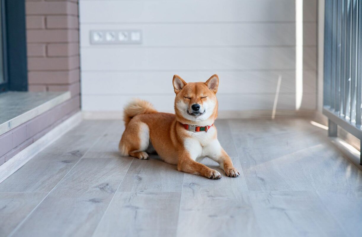 Shiba Inu z czerwoną obrożą