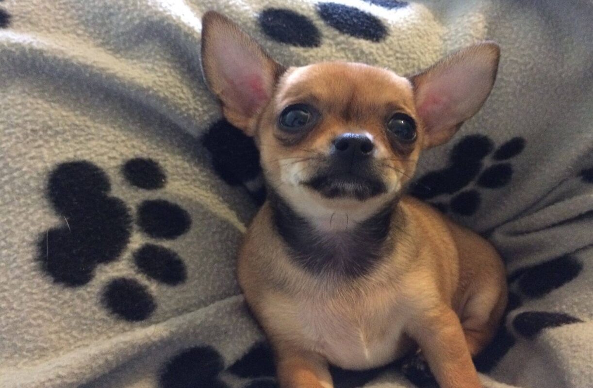 Pies rasy Chihuahua