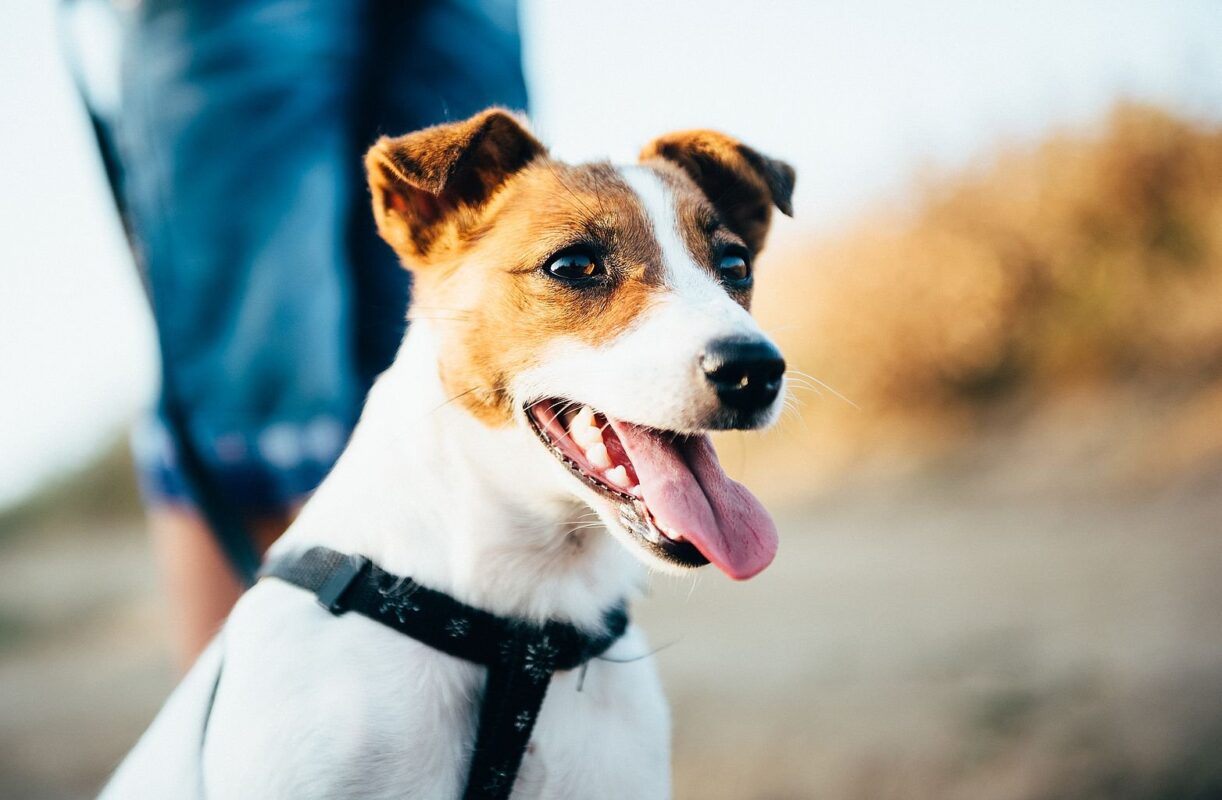 Pies rasy Jack Russell Terrier na spacerze z szelkami i lokalizatorem GPS dla psa
