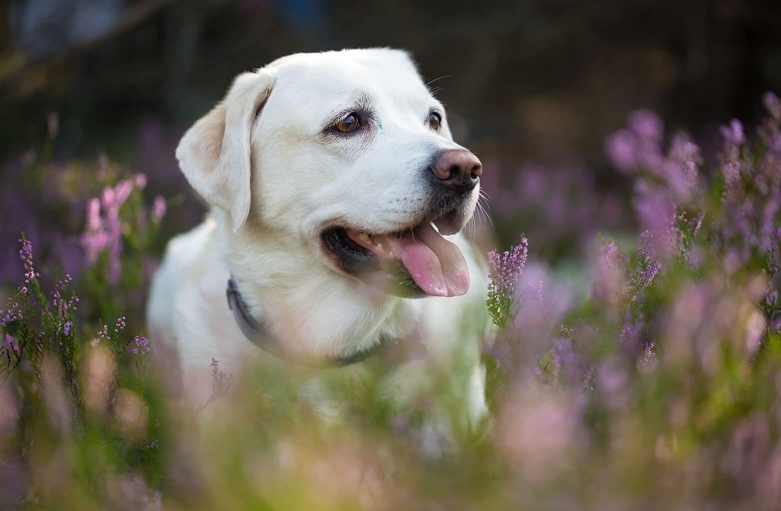 Pies Labrador Retriever na spacerze na łące