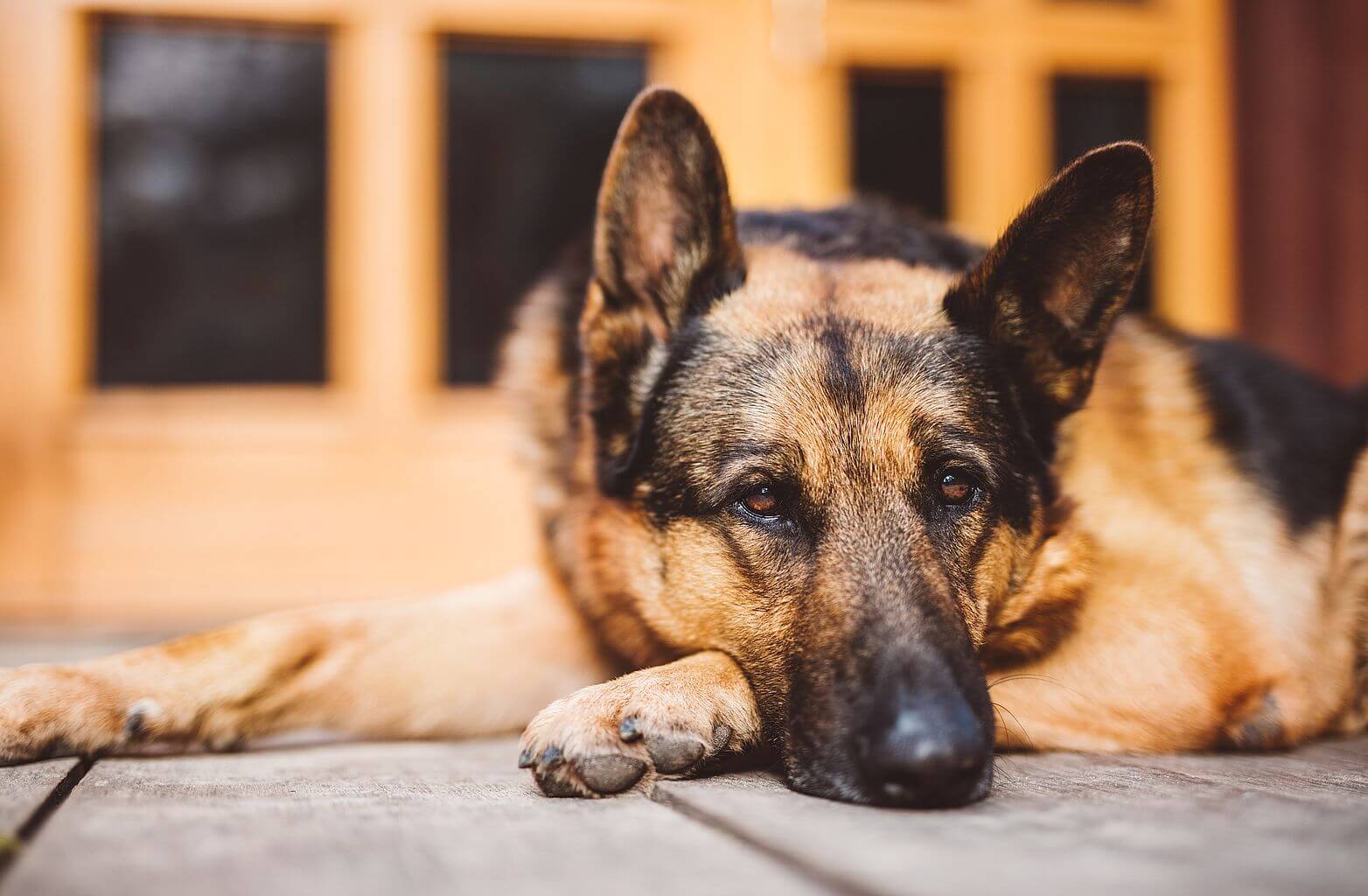 Odpoczywający pies rasy owczarek niemiecki
