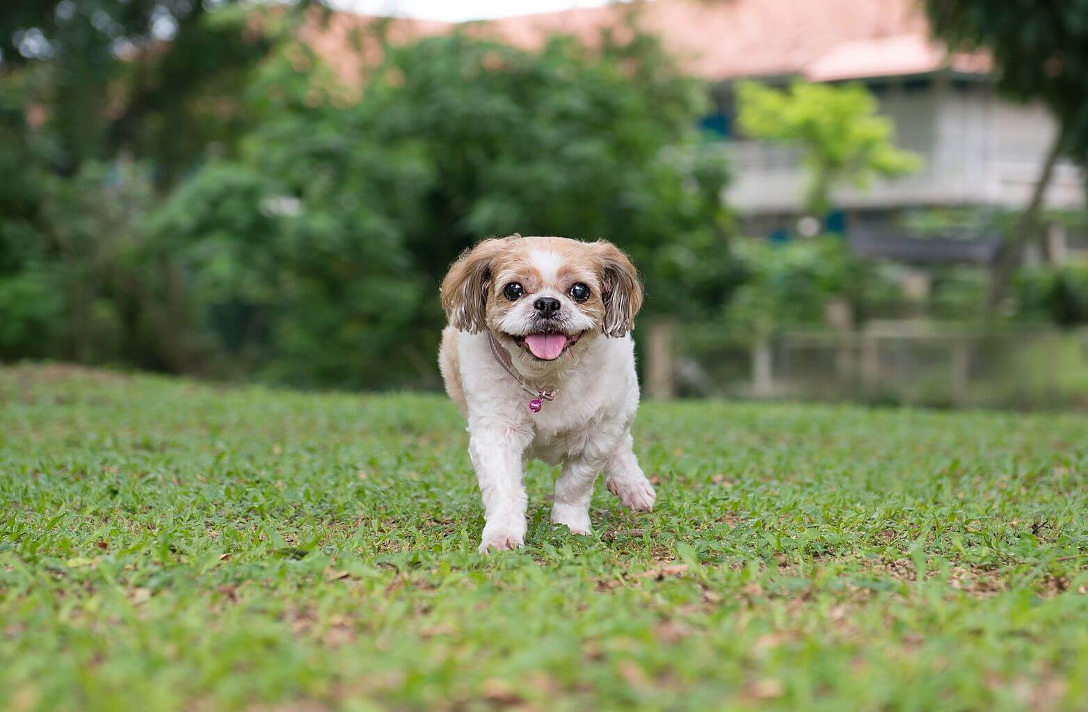 Pies biegający po ogrodzie