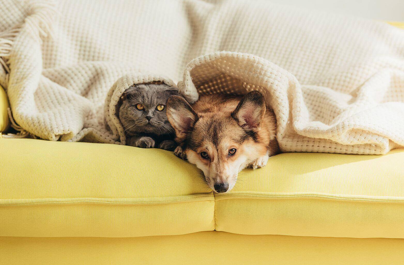 Pies i kot na żółtej sofie