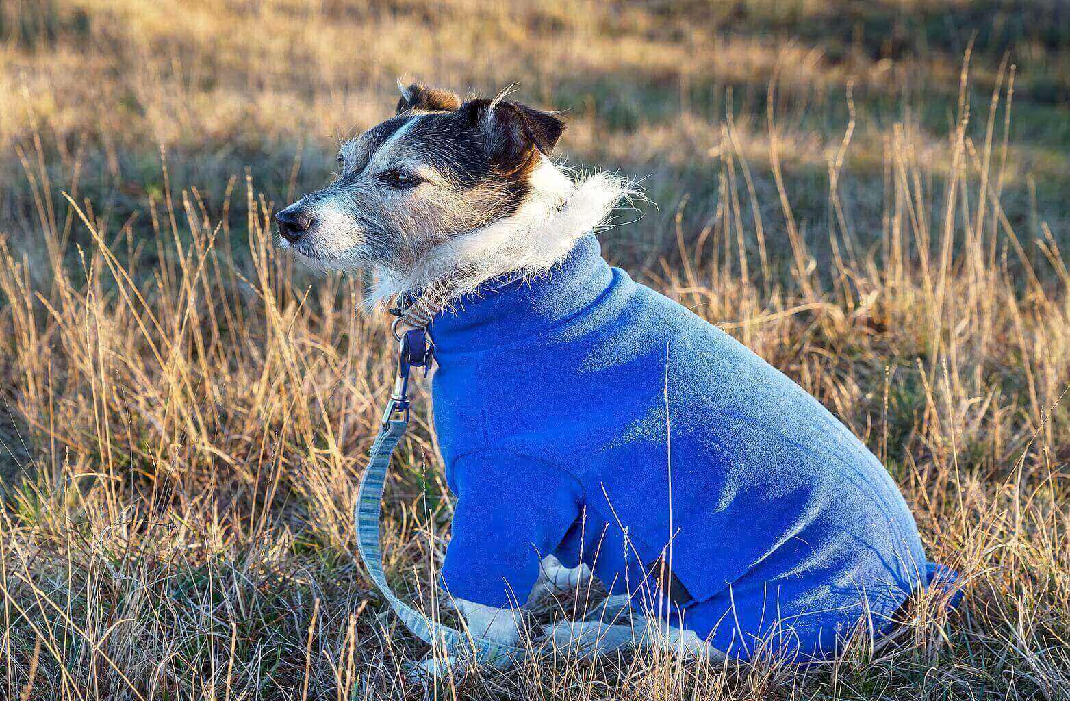 Mały pies w niebieskim ubranku podczas spaceru