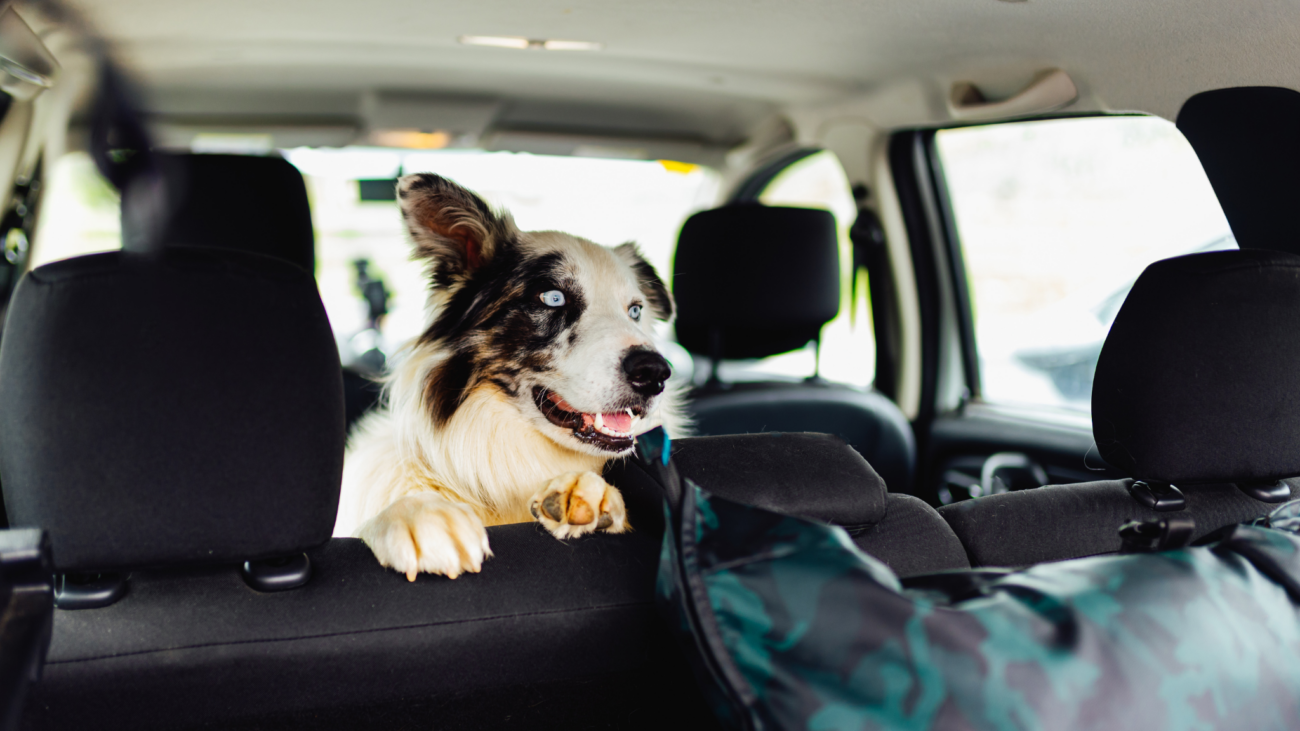 Bezpieczeństwo wakacje wyjazd z psem wakacje z psem podróż lokalizator dla psa